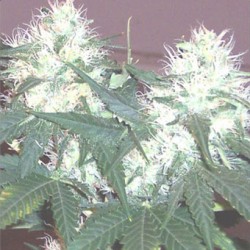 Graines de White Rhino