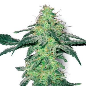 White Skunk Feminized Seeds