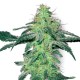 White Skunk Seeds