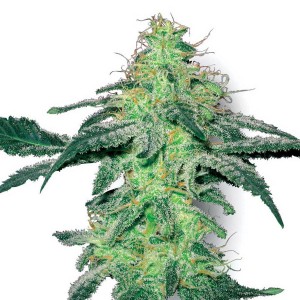 White Skunk Samen