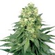 White Widow Samen