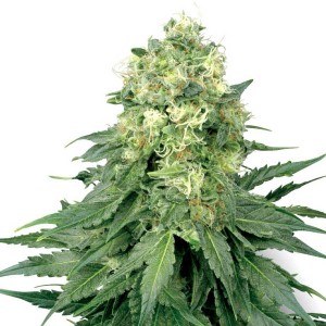 White Widow Seeds