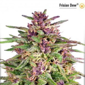 Frisian Dew - Feminized