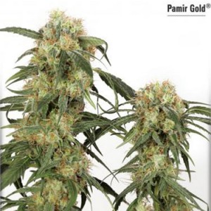 Pamir Gold