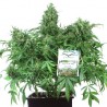 Think Different - Auto Feminized