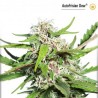 AutoFrisian Dew - Auto Feminized