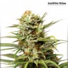 AutoWhite Widow - Auto Flowering