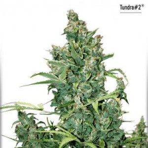 Tundra No.2 - Auto Feminized