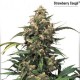 Strawberry Cough - Feminisiert