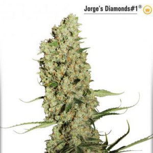 Jorge’s Diamonds No.1 - Feminized