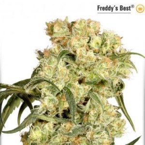 Freddy's Best - Feminized