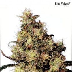 Blue Velvet - Féminisée