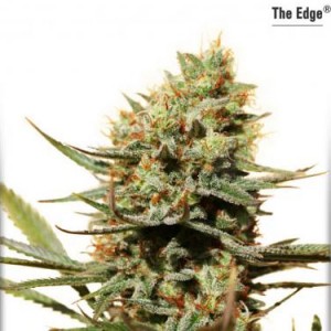 The Edge - Feminized