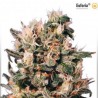 Euforia - Feminized