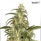 Skunk No.11 - Feminized