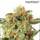 Orange Hill Special - Feminized