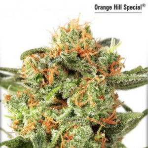 Orange Hill Special - Feminized