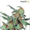 Orange Bud - Feminized