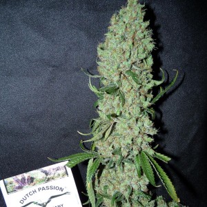 Power Plant - Feminized