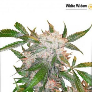 White Widow - Féminisée