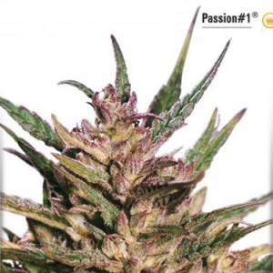 Passion No.1 - Regular