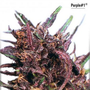 Purple No.1 - Regular