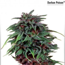 Durban Poison - Regular
