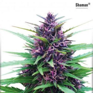 Shaman - Regular