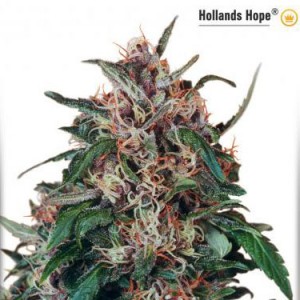 Hollands Hope - Regular