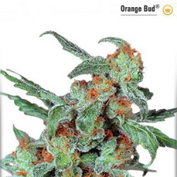 Orange Bud - Régulier