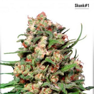 Skunk No. 1 - Regular