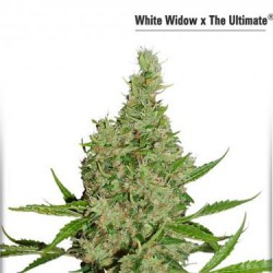 White Widow x The Ultimate - Regulär