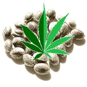 Graines de Cannabis Hybrides