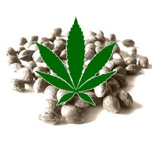 Indica Cannabis Seeds